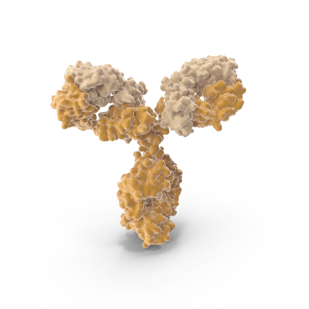 Antisize:Collagen Type I Antibody, 500  µg